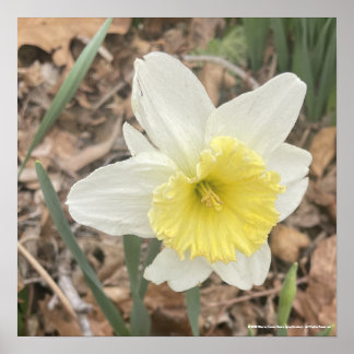 greyforaday White Floral Print Poster