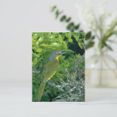 Greyhead Bush Shrike Postkarte (Stehend Vorderseite)