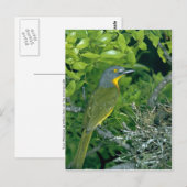 Greyhead Bush Shrike Postkarte (Vorne/Hinten)