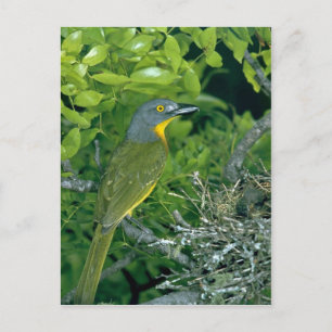 Greyhead Bush Shrike Postkarte