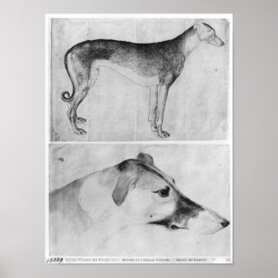Greyhound and head of a greyhound poster