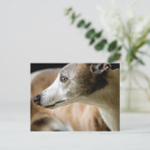 Greyhound Dog Postcard Postkarte (Stehend Vorderseite)