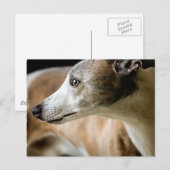 Greyhound Dog Postcard Postkarte (Vorne/Hinten)