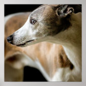 Greyhound Dog Poster (Vorne)