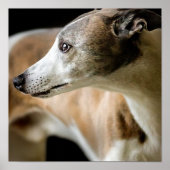 Greyhound Dog Poster (Vorne)