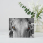Greyhound Eyes Postkarte (Stehend Vorderseite)