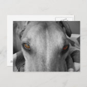 Greyhound Eyes Postkarte (Vorne/Hinten)
