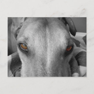 Greyhound Eyes Postkarte