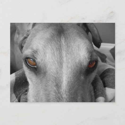 Greyhound Eyes Postkarte (Vorderseite)