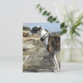 Greyhound Fotografen Postkarte (Stehend Vorderseite)