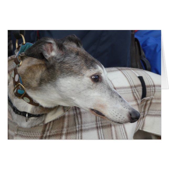 Greyhound-Fotokarte (Vorderseite (Horizontal))