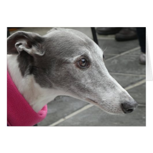 Greyhound-Fotokarte (Vorderseite (Horizontal))