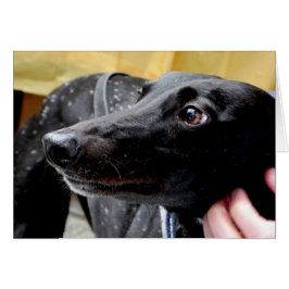 Greyhound-Fotokarte
