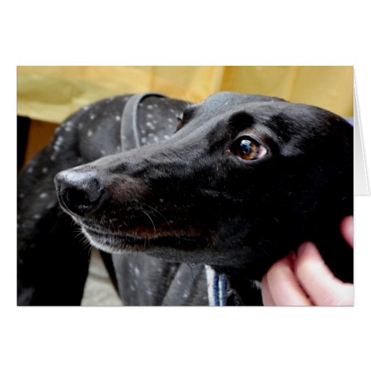 Greyhound-Fotokarte (Vorderseite (Horizontal))