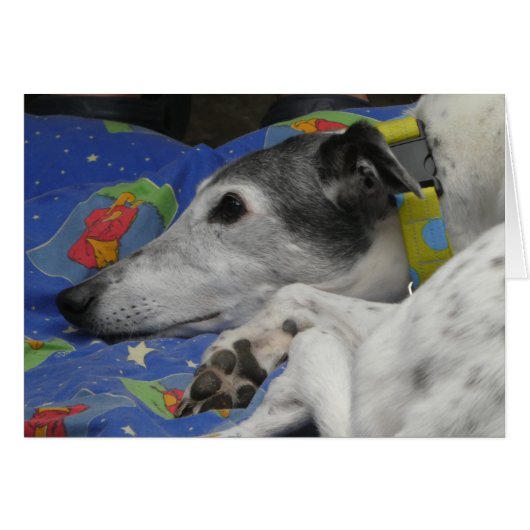 Greyhound-Fotokarte (Vorderseite (Horizontal))