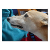 Greyhound-Fotokarte (Vorderseite (Horizontal))