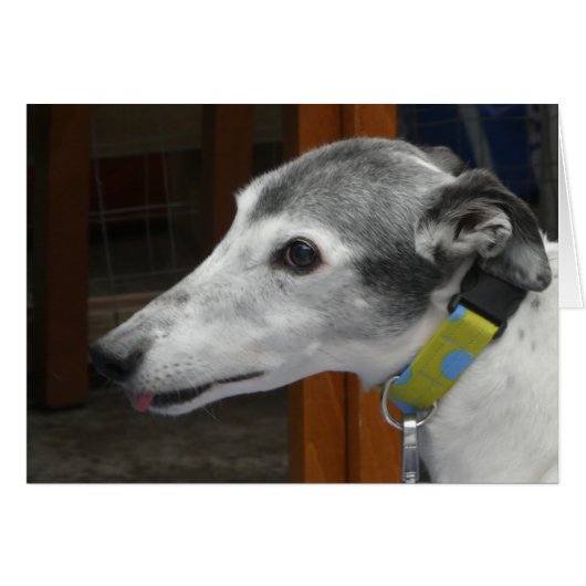 Greyhound-Fotokarte (Vorderseite (Horizontal))