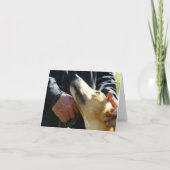 Greyhound-Fotokarte (p284) Karte (Vorderseite)