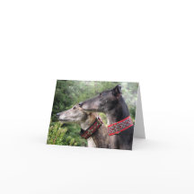 Greyhound-Fotokarte (p343)