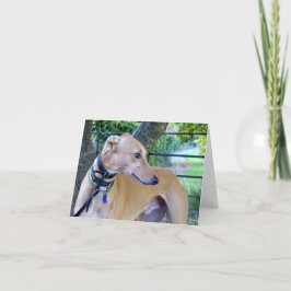 Greyhound-Fotokarte (p9) Karte