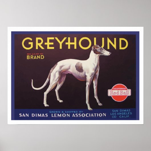 Greyhound Fruchtkäfigkennzeichnung Poster (Vorne)