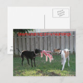 Greyhound Herzsaiten Postkarte (Vorne/Hinten)