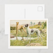 Greyhound Hunde Postkarte (Vorne/Hinten)