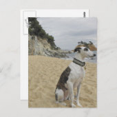 Greyhound Postcard Postkarte (Vorne/Hinten)