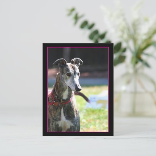 Greyhound Postkarte (Stehend Vorderseite)