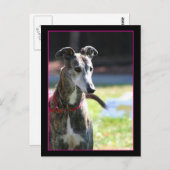 Greyhound Postkarte (Vorne/Hinten)