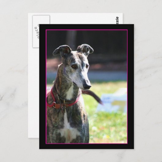 Greyhound Postkarte (Vorne/Hinten)