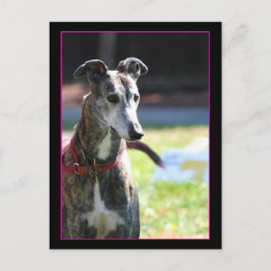 Greyhound Postkarte
