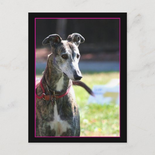 Greyhound Postkarte (Vorderseite)