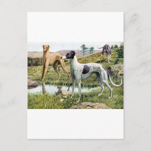 Greyhound Postkarte (Vorderseite)