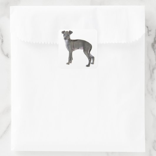 Greyhound Puppy Dog Quadratischer Aufkleber (Tasche)