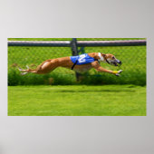 Greyhound Racing Poster (Vorne)