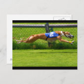 Greyhound Racing Postkarte (Vorne/Hinten)