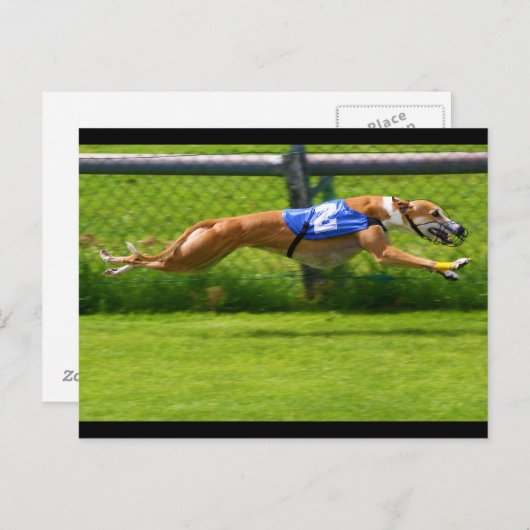 Greyhound Racing Postkarte (Vorne/Hinten)