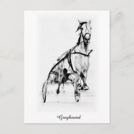 Greyhound Trotter Postkarte (Vorderseite)