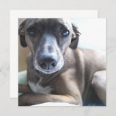 Greyhound Welpen-Hundeeinladung Einladung (Vorne/Hinten)