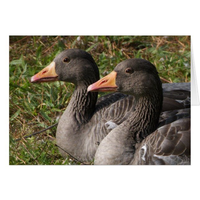 Greylag Gänse (Vorderseite (Horizontal))