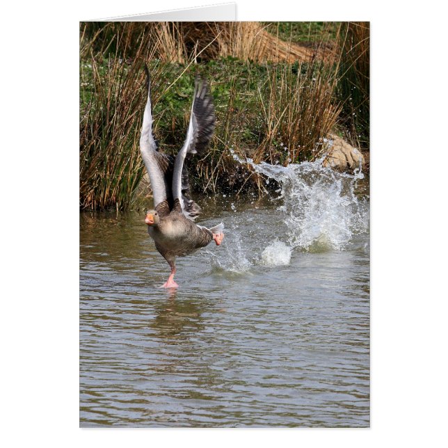Greylag Gänse (Vorne)