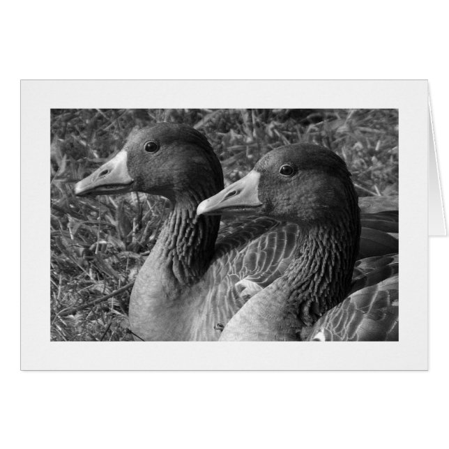 Greylag Gänse B&W (breiter Rand) (Vorderseite (Horizontal))