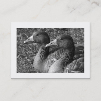 Greylag Gänse B&W (grenzt) Visitenkarte