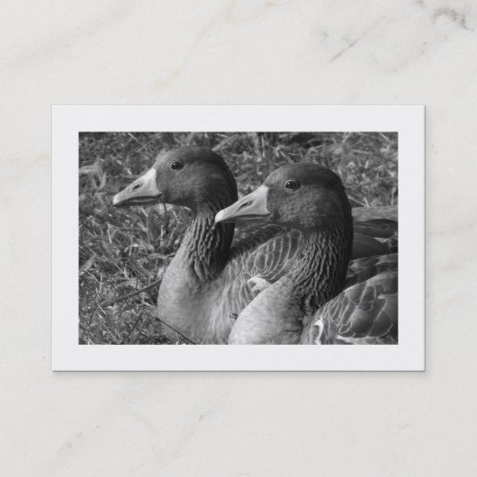 Greylag Gänse B&W (grenzt) Visitenkarte (Vorderseite)