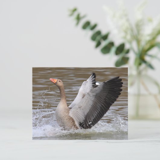 Greylag Gänse Postkarte (Stehend Vorderseite)