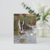 Greylag Gänse Postkarte (Stehend Vorderseite)