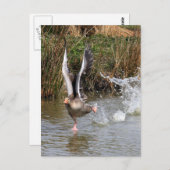 Greylag Gänse Postkarte (Vorne/Hinten)