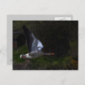 Greylag Gänse Postkarte (Vorne/Hinten)