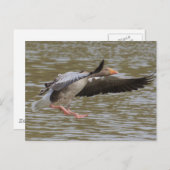 Greylag Gänse Postkarte (Vorne/Hinten)